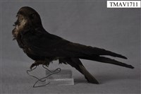 藏品(小雨燕)的圖片